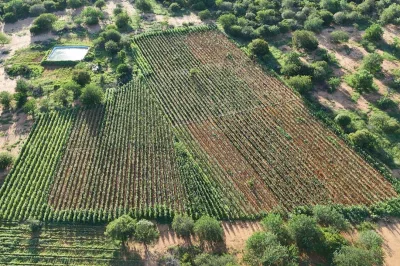 Operação integrada entre PM e PF erradica 42 mil pés de maconha em Campo Formoso