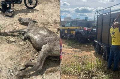 PRF realiza ação humanitária e resgata animal em situação de maus-tratos na Bahia