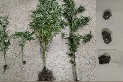 Polícia Militar apreende drogas e recolhe pés de maconha em Alagoinhas