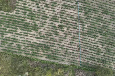 Terceira fase da Operação Raízes Ocultas erradica 200 mil pés de maconha
