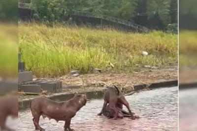 Pitbulls soltos atacam e matam cachorro de rua na Bahia; tutor diz que animais escaparam de imóvel