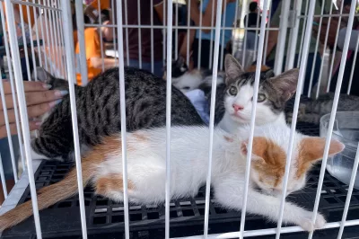 Feira de Adoção e Vacinação Animal reúne grande público e fortalece causa animal em Alagoinhas